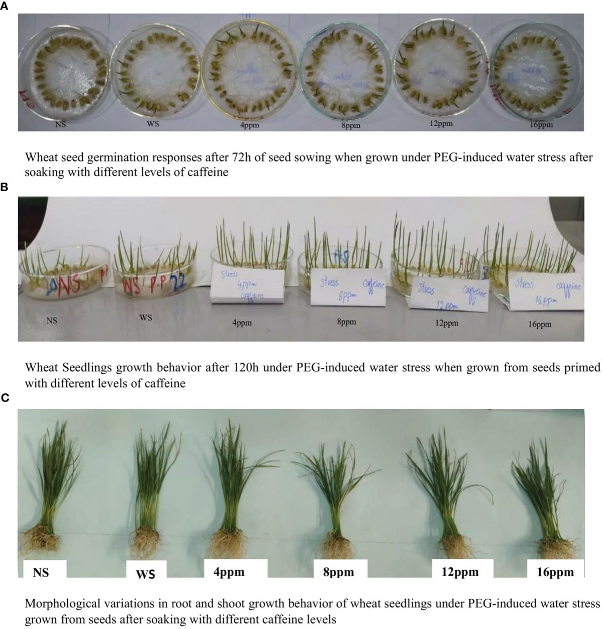 Frontiers | Enhancing water stress tolerance of bread wheat during 