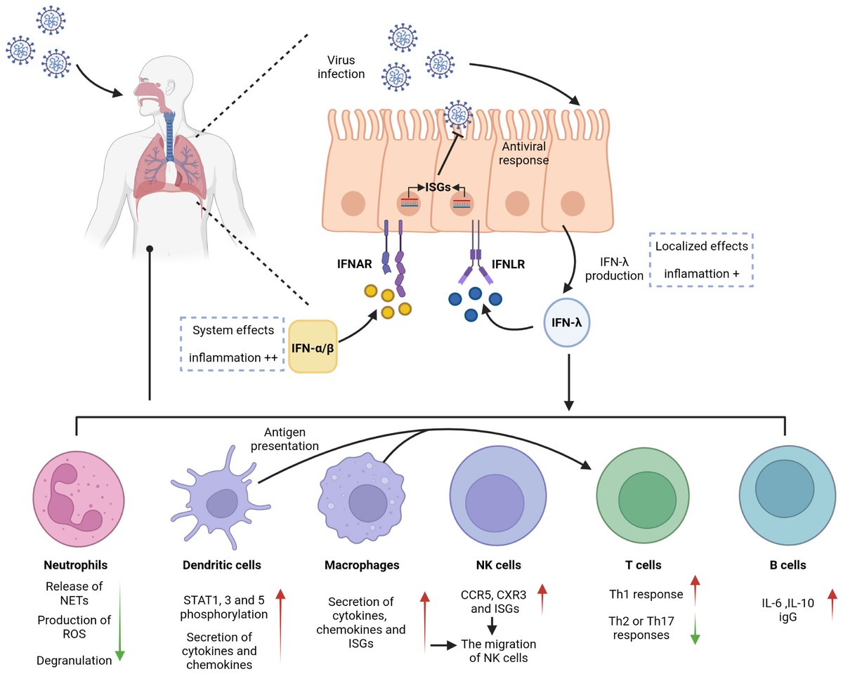 Frontiers | Interferon lambda in respiratory viral infection