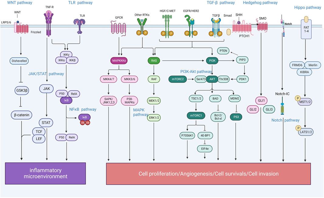 Frontiers | Research on the signaling pathway and the