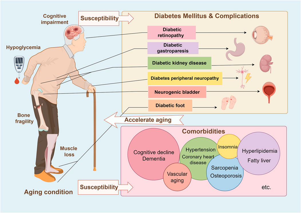 Frontiers Mechanism of traditional Chinese medicine in elderly Frontiers Mechanism of traditional Chinese medicine in elderly