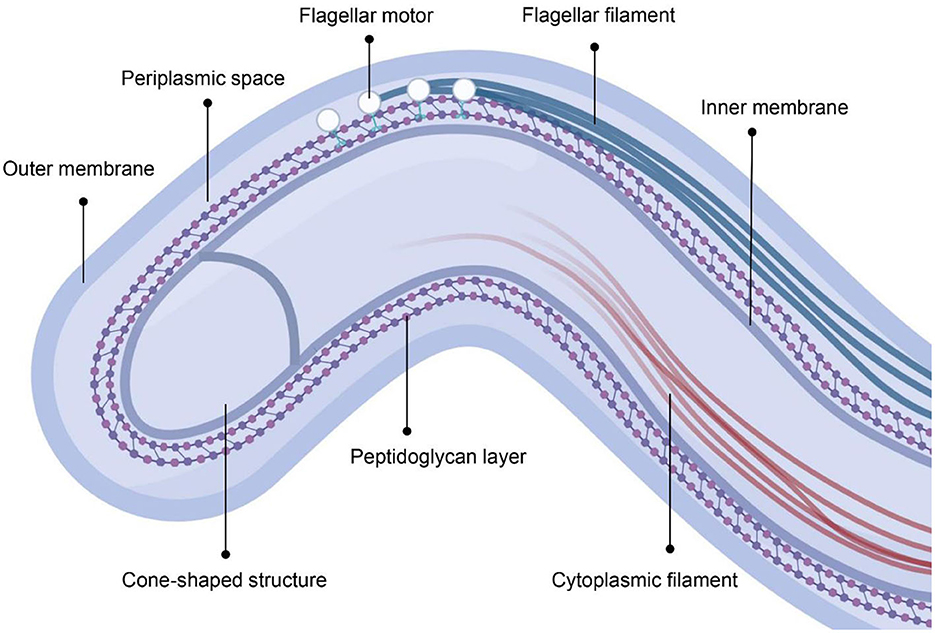 高品質 Frontiers | Neurosyphilis: insights into its pathogenesis Dining Table