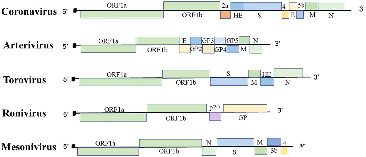 ５５％以上節約 Mechanism, | Frontiers structural insights functional and アクセサリー