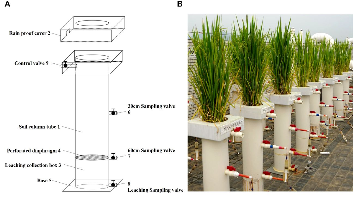 Frontiers | Shallow wet irrigation reduces nitrogen leaching