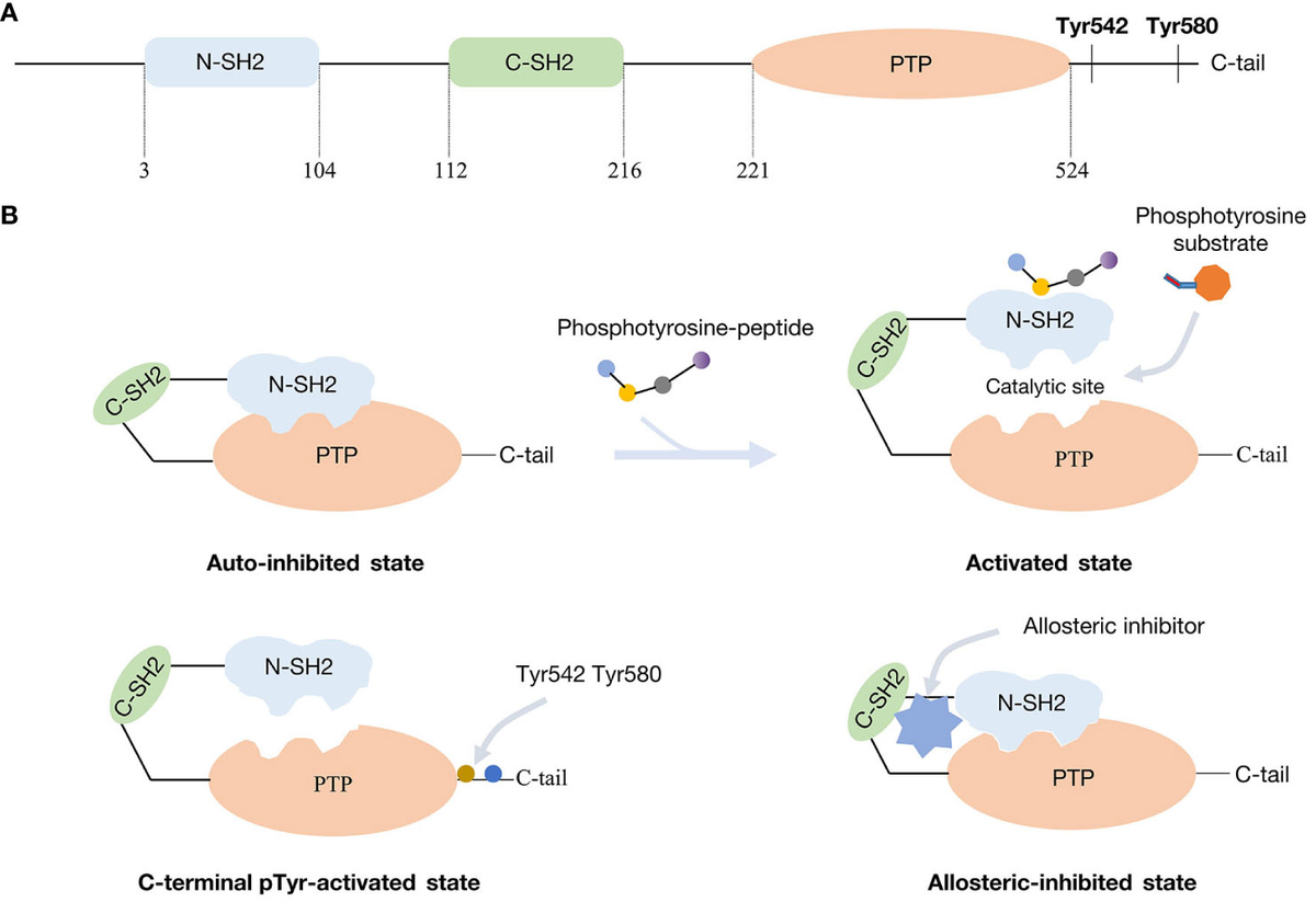 【オープニングセール】 | Frontiers Tyrosine tumors solid in PTPN11/SHP2 phosphatase その他
