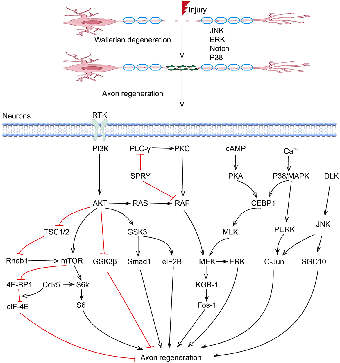 Frontiers | The role of kinases in peripheral nerve