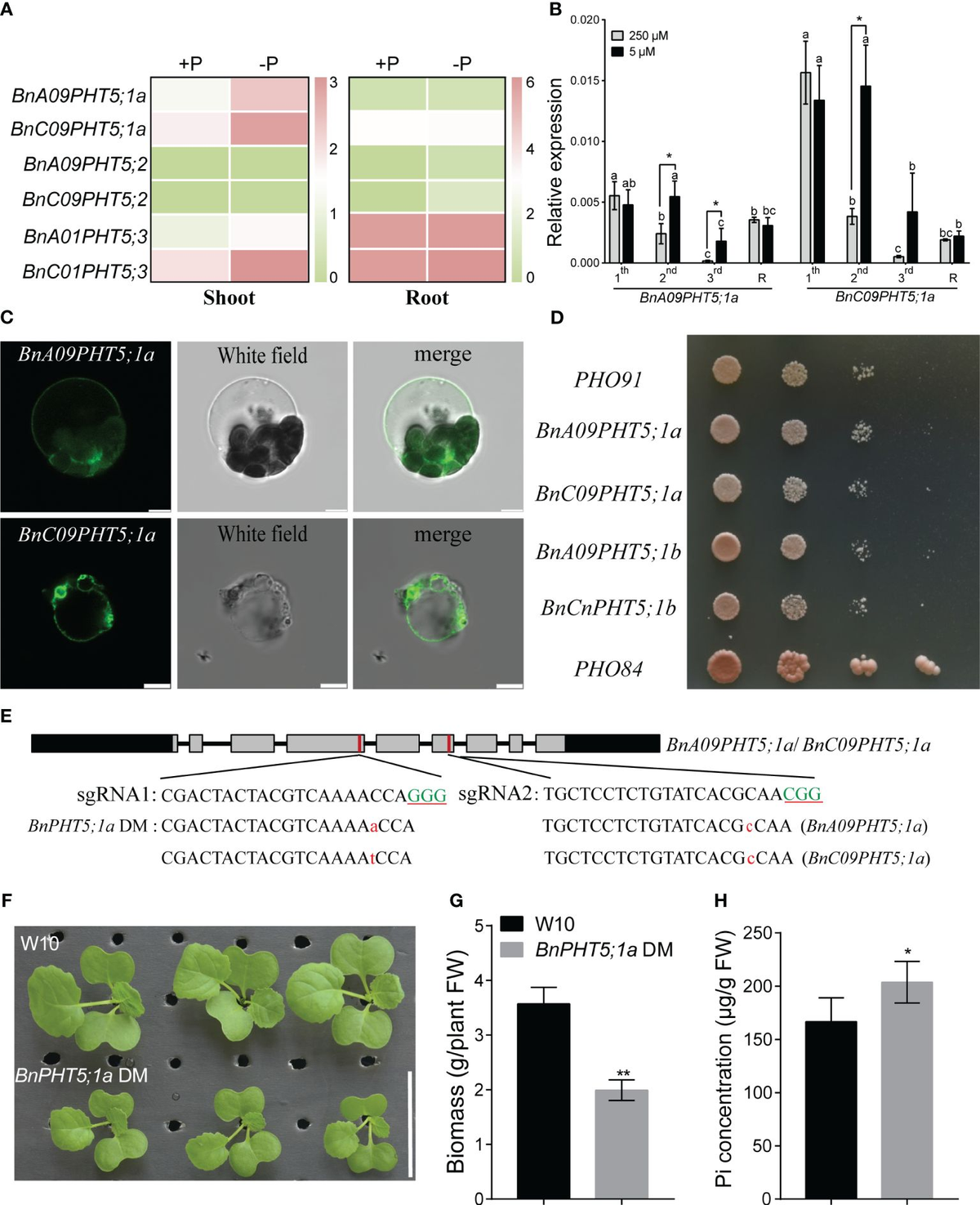 Frontiers | Proteomics reveals the significance of vacuole