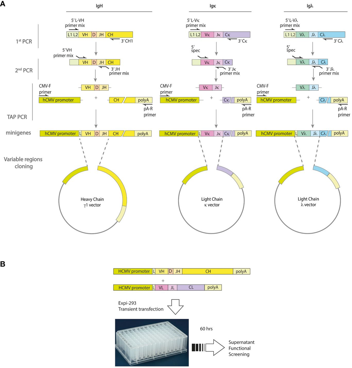Frontiers | Rapid generation of human recombinant monoclonal
