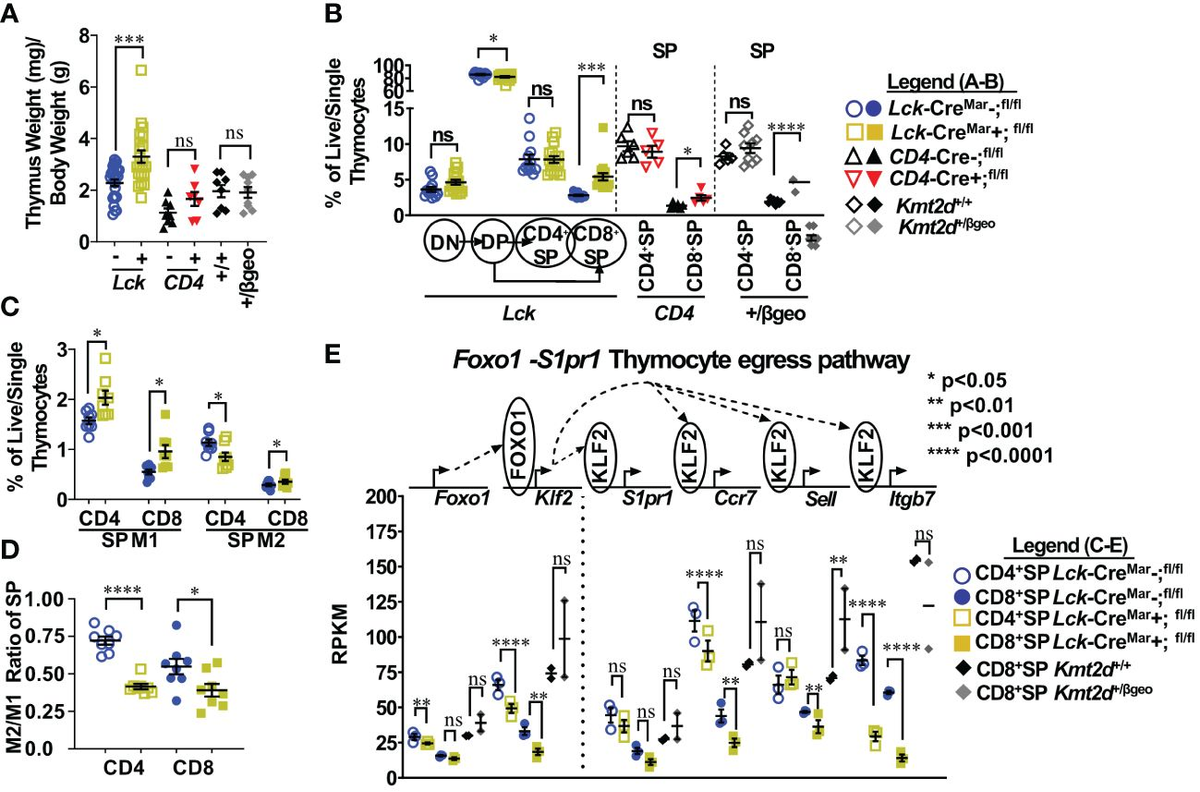 Frontiers | KMT2D regulates activation, localization, and