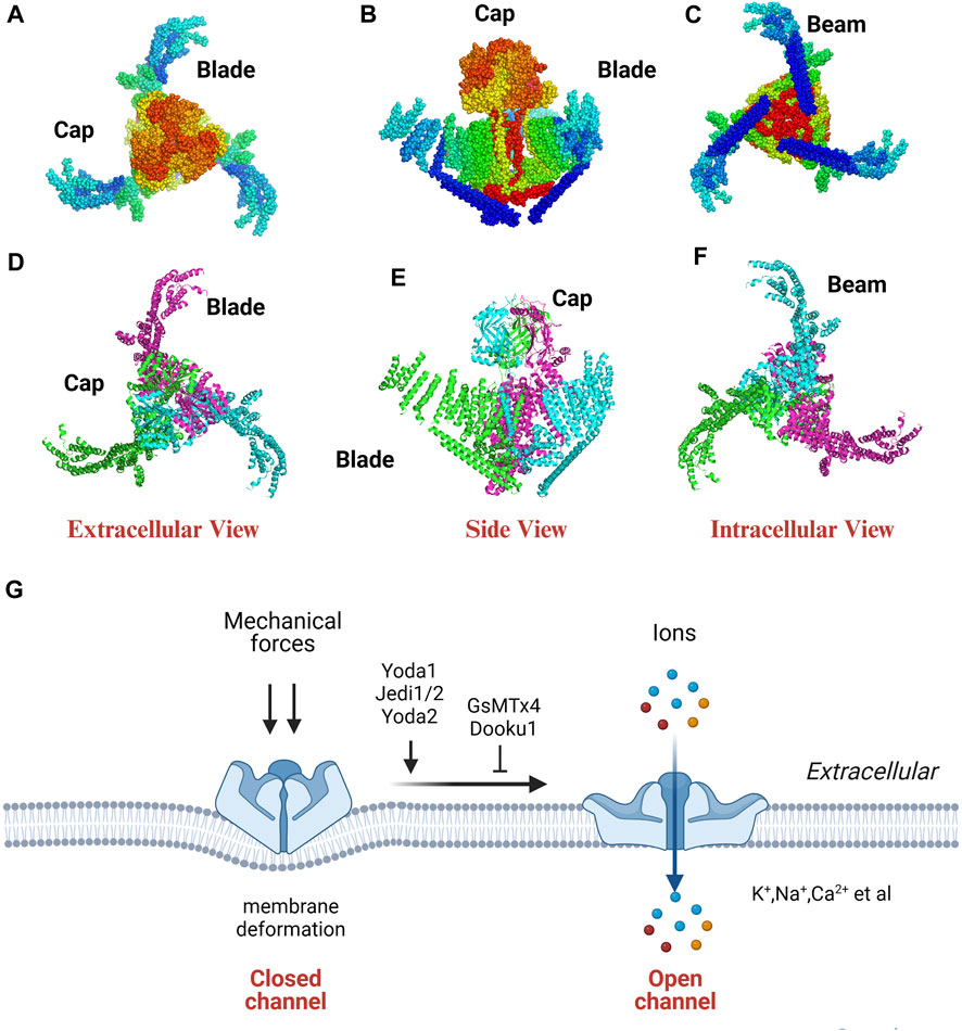 通販でクリスマス mechanically of role The | Frontiers sensitive channel ion ハンカチ