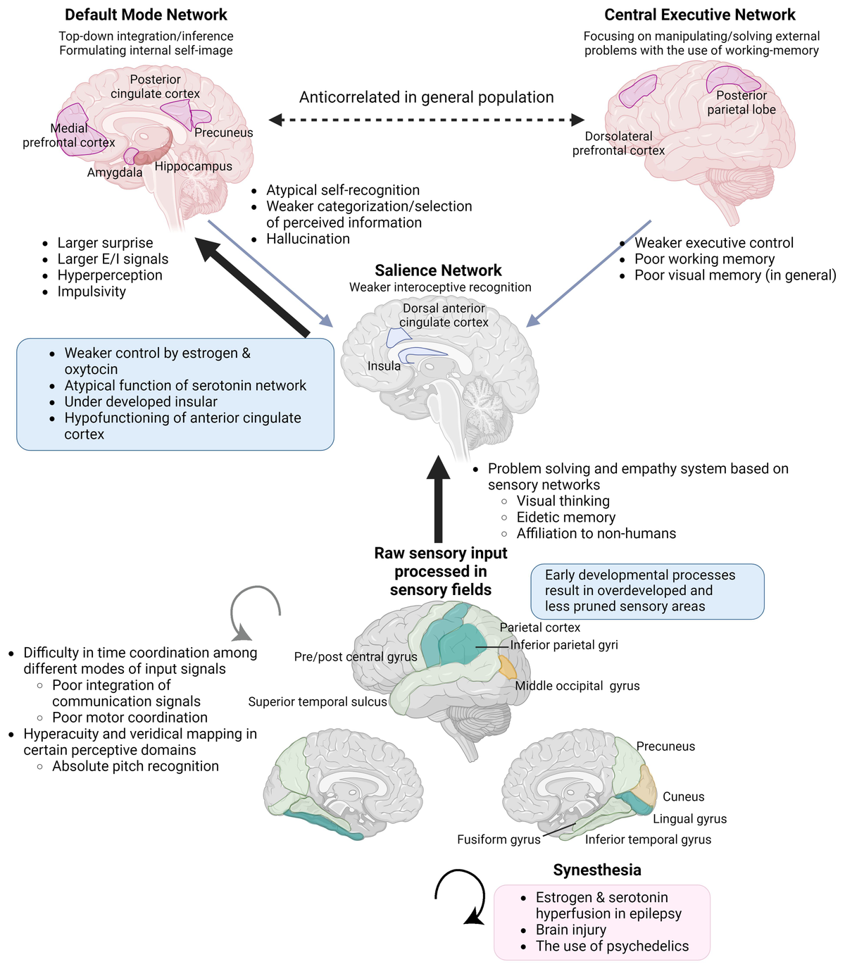 Frontiers | Giftedness and atypical sexual differentiation 