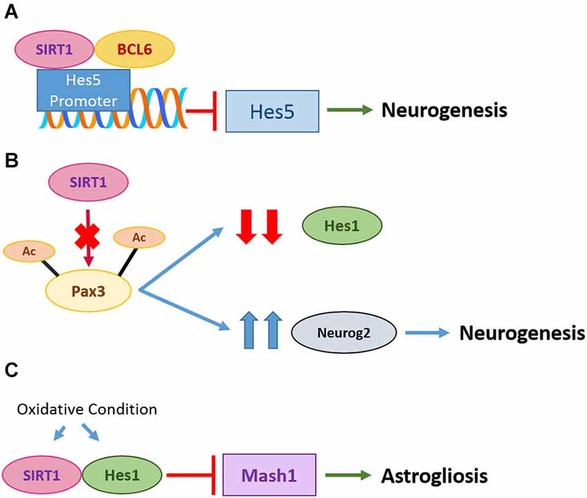 Frontiers | SIRT1 in the brain—connections with aging