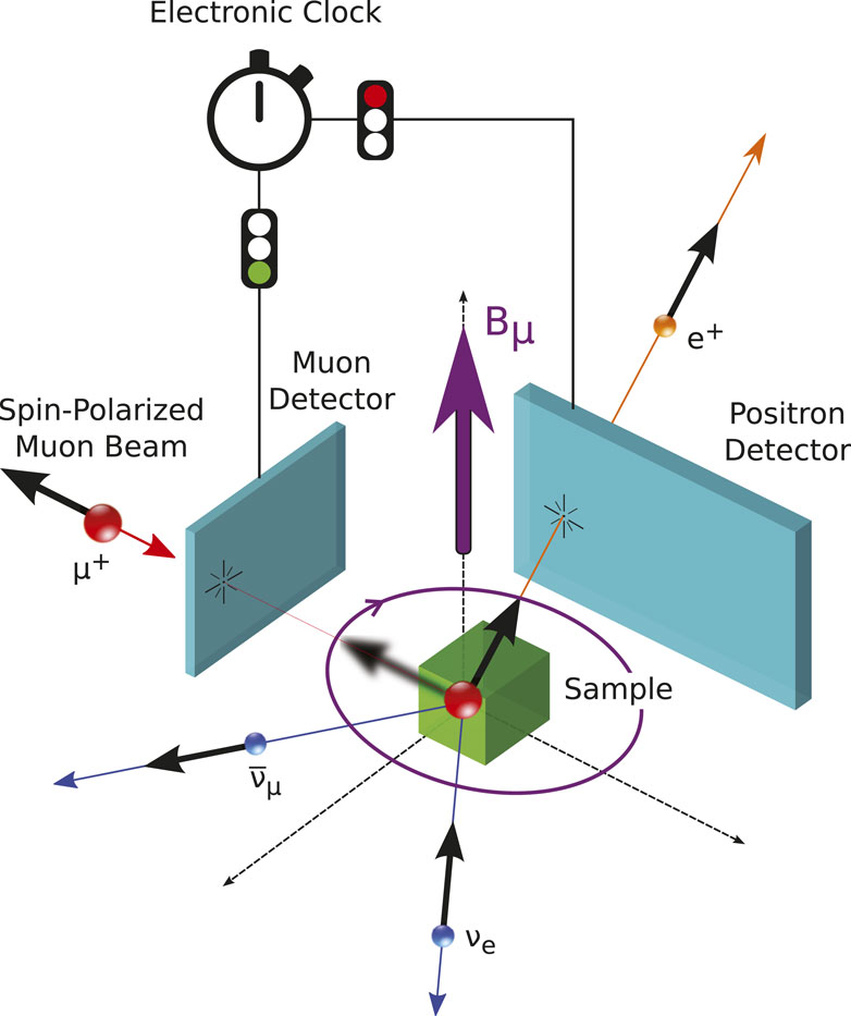 Frontiers | SRF material research using muon spin rotation