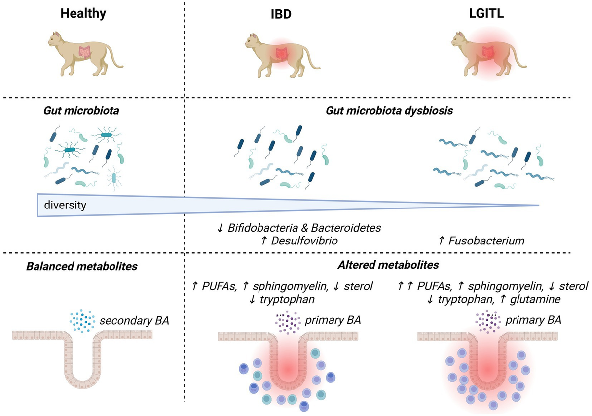 Inflammatory bowel disease in cats natural treatment outlet
