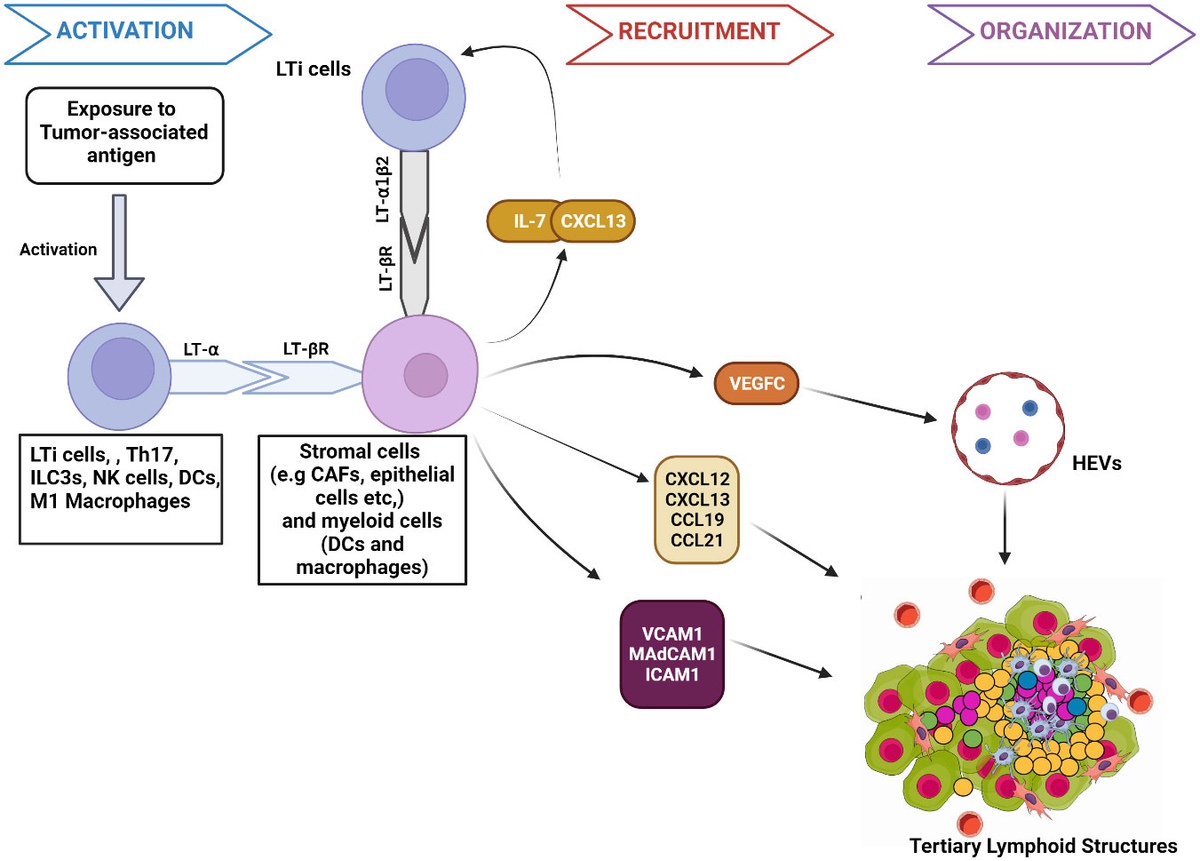 Advancement of NF-κB Signaling Pathway: A Novel Target in