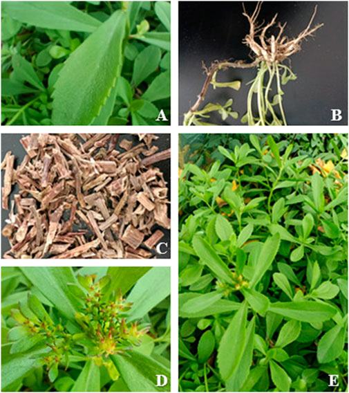 Frontiers | Sedum aizoon L.: a review of its history Frontiers | Sedum aizoon L.: a review of its history