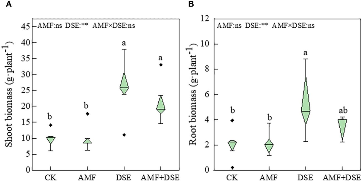Frontiers | The coexistence of arbuscular mycorrhizal fungi Frontiers | The coexistence of arbuscular mycorrhizal fungi