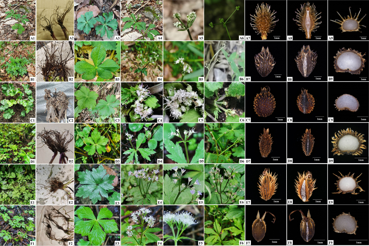 Frontiers | Plastid phylogenomics contributes to the