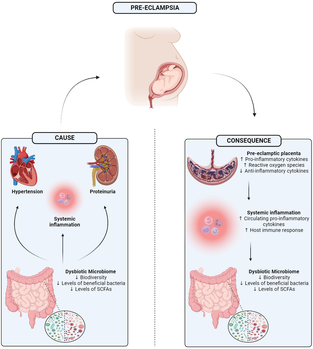 Frontiers An altered gut microbiome in preeclampsia cause or