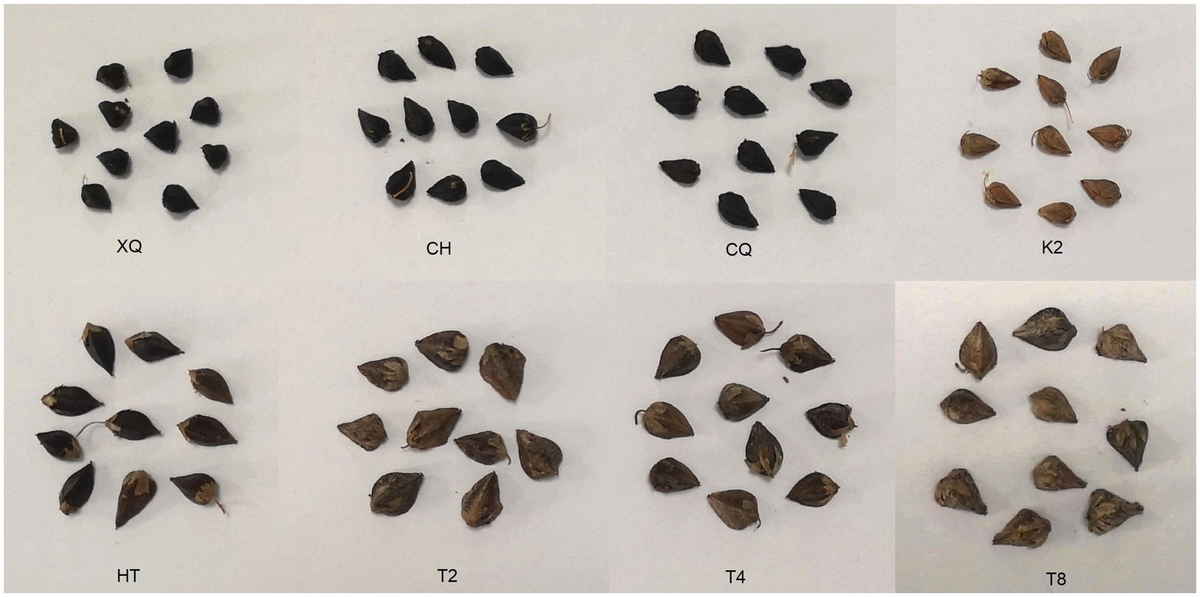 【超ポイントバック祭】 in fungi Endophytic | Frontiers buckwheat exploring seeds: 乳液・ミルク