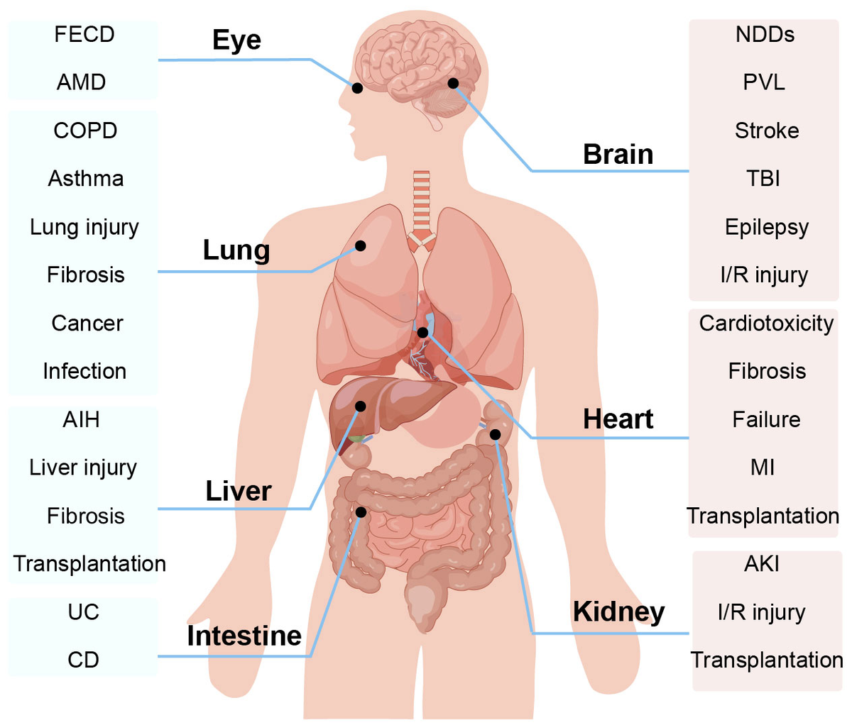 Frontiers | A deep insight into ferroptosis in lung disease