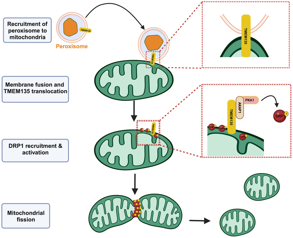 Frontiers | Roles of transmembrane protein 135 in