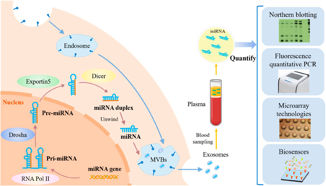 あ　Sサイズ Conversion-type cathode materials for high energy density solid