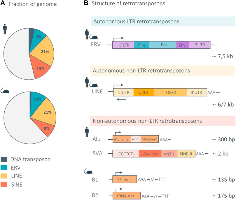 Frontiers | Navigating the brain and aging: exploring the