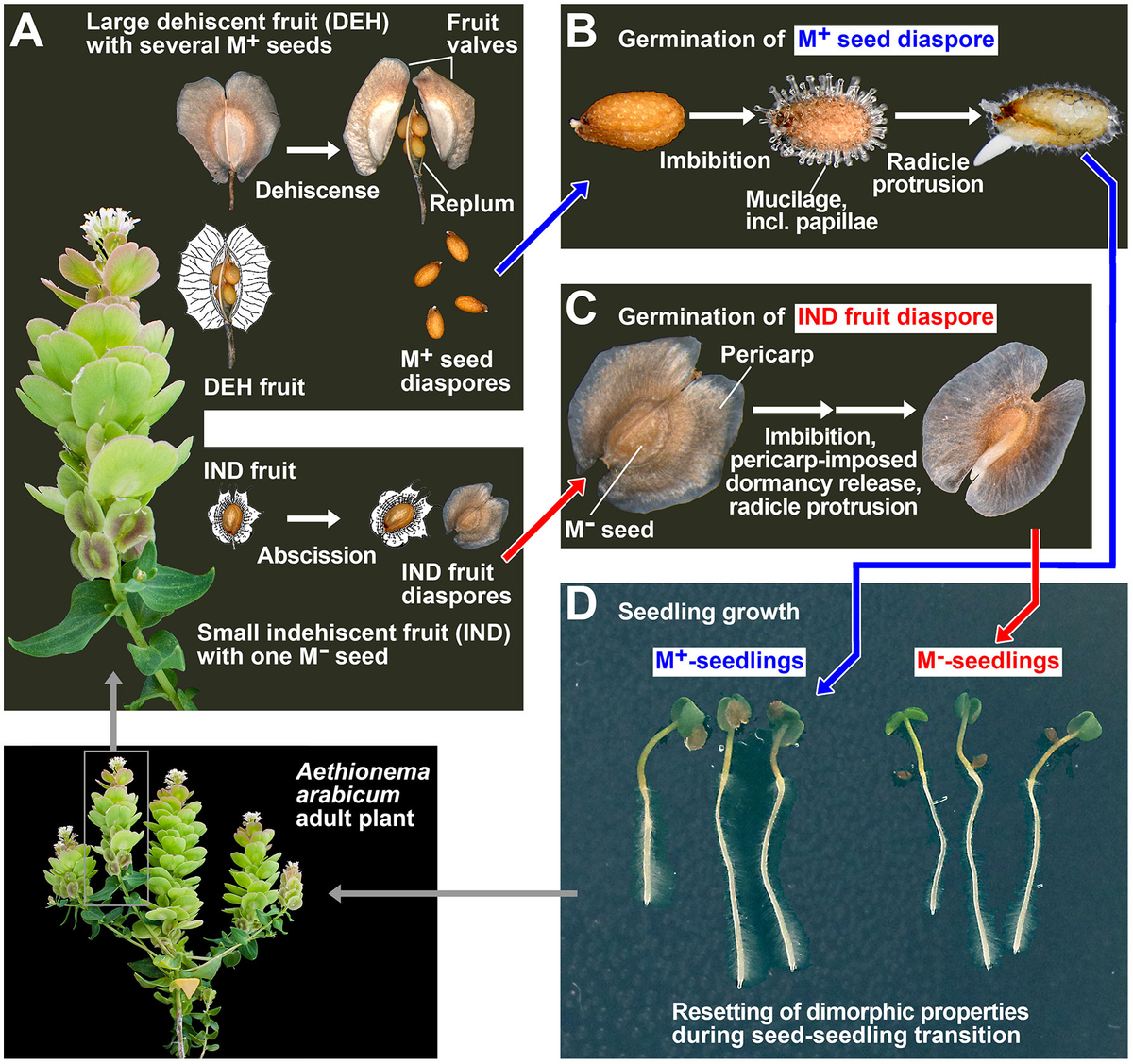 Frontiers | Aethionema arabicum dimorphic seed trait