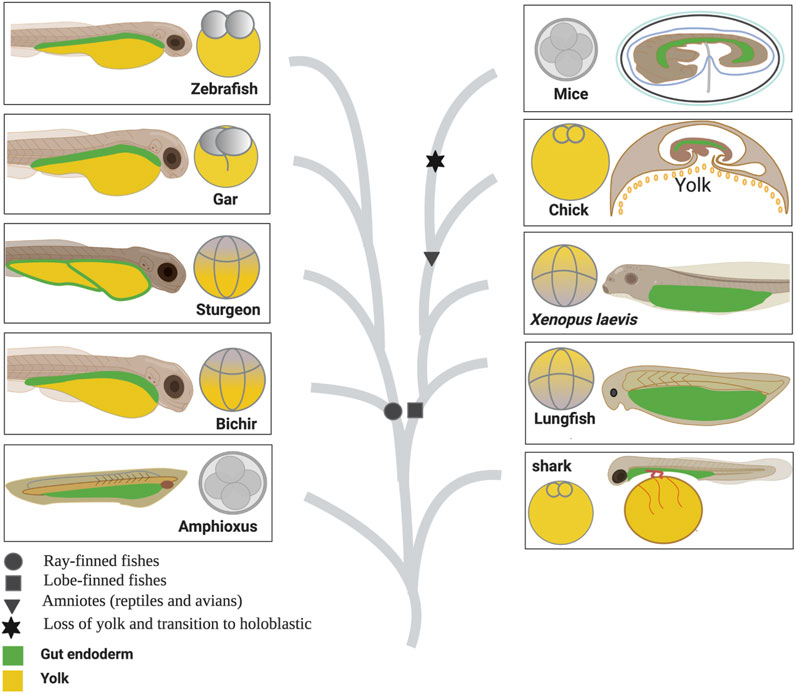 Frontiers | Sturgeon gut development: a unique yolk utilization 