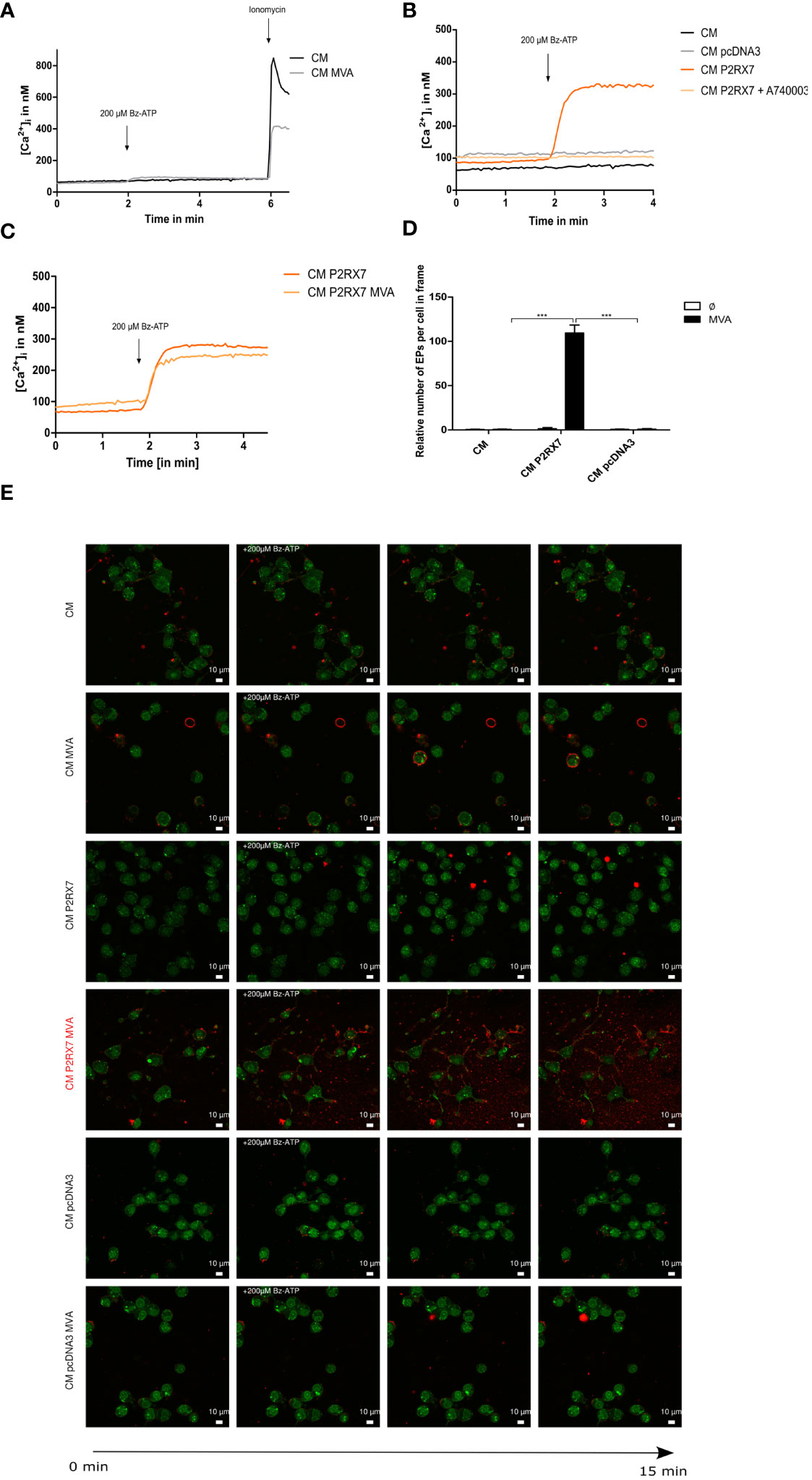 高感度ショップで2023年売れたブランド Frontiers | The purinergic receptor P2X7 as a modulator of ラッピング・包装