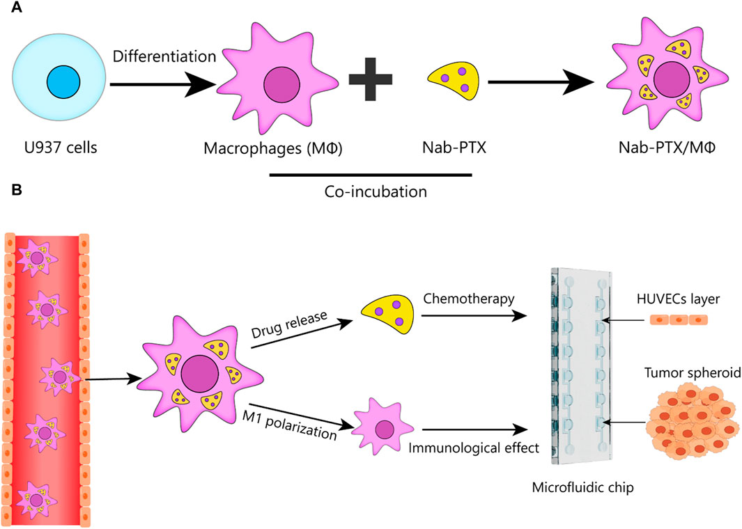 Frontiers | Evaluation of nanoparticle albumin-bound