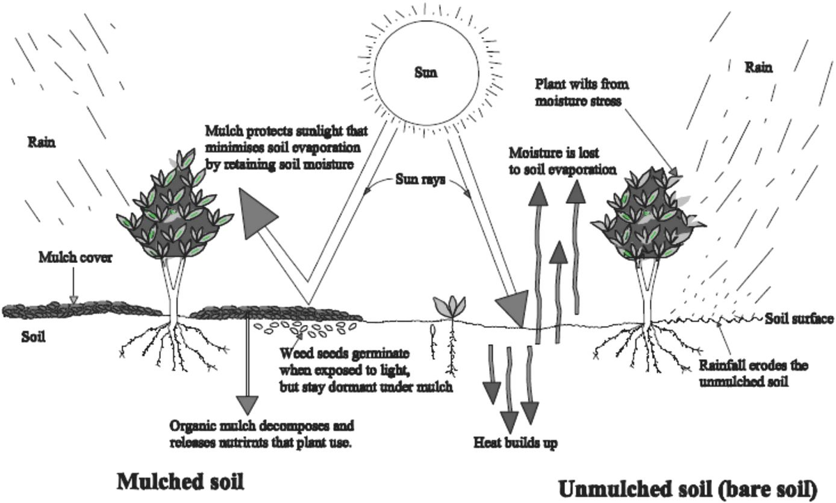 Frontiers | Enhancing crop yield and conserving soil