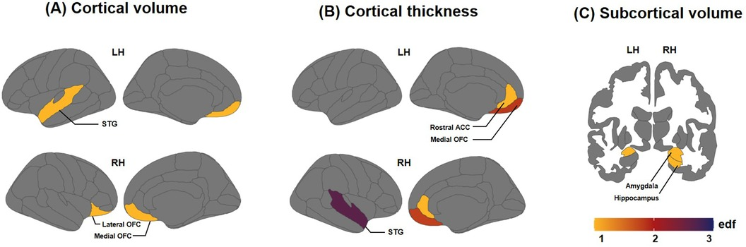 Frontiers | Structural development and brain asymmetry in