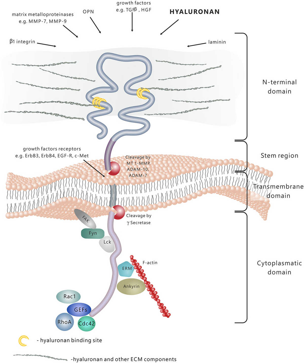 Frontiers | CD44: molecular interactions, signaling and