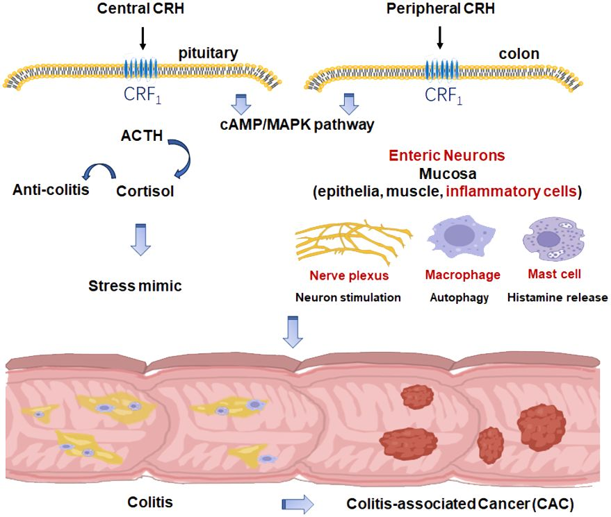 Frontiers | Role of CRH in colitis and colitis-associated