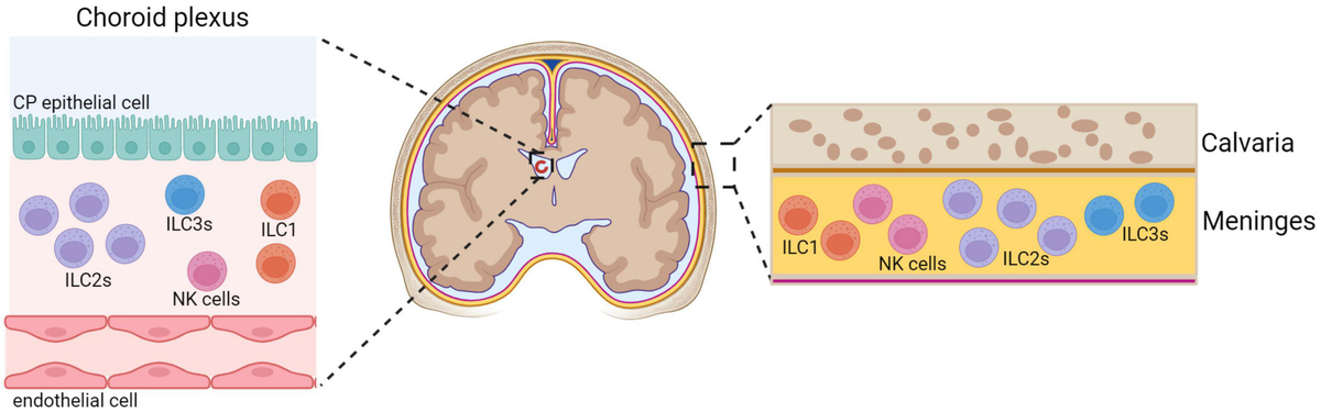 Frontiers | Innate lymphoid cells in neuroinflammation