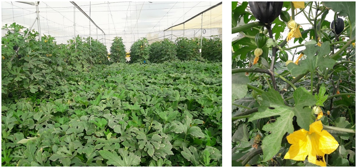 Frontiers | Trellising is advantageous over ground culture for  out-of-season, protected production and storage of sweet acorn squash