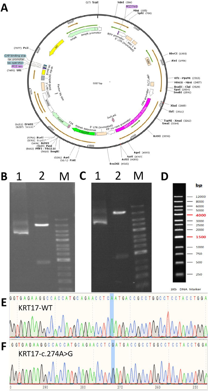 Frontiers | The variant c.274A>G (p.Asn92Asp) in KRT17 in a
