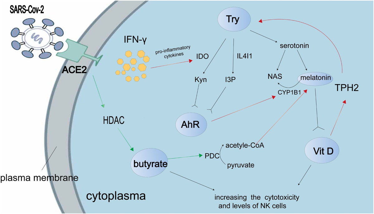 新品　ＨＲ　ベーシック　２箱 Frontiers | Role of aryl hydrocarbon receptors in infection