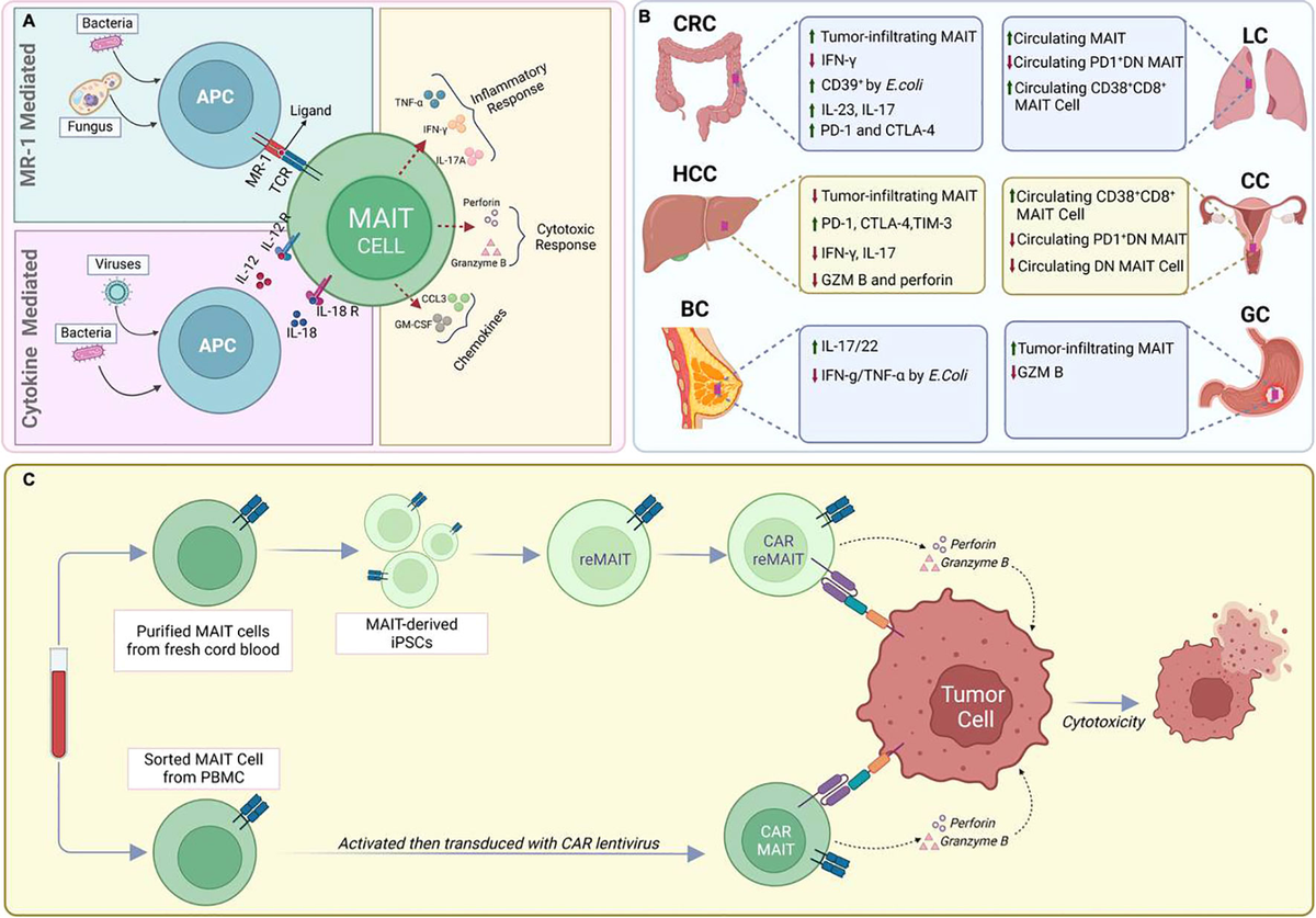 人気の贈り物が大集合 | Frontiers Mucosal-associated cancer in cells T invariant その他