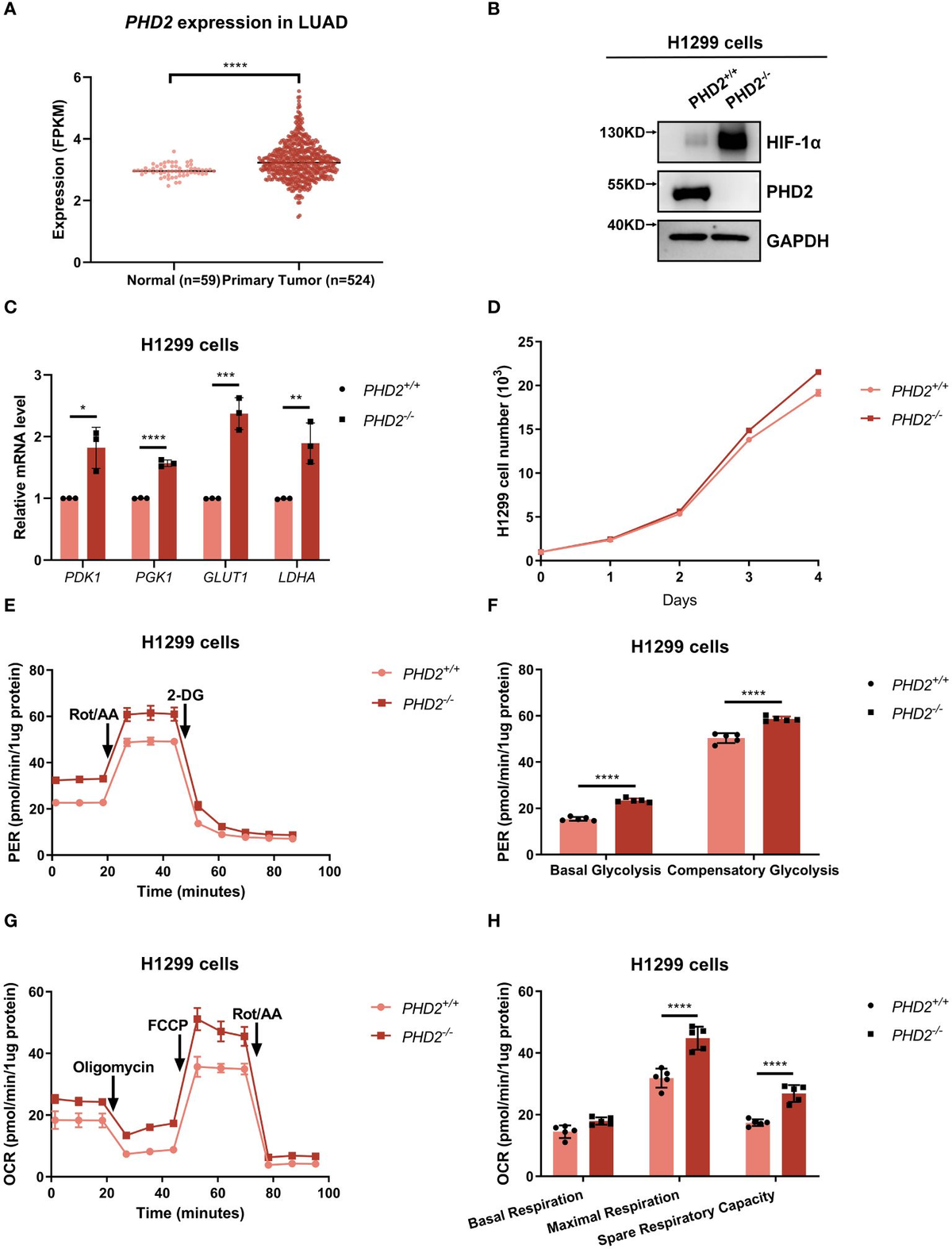 Frontiers | Prolyl hydroxylase domain enzyme PHD2 inhibits Frontiers | Prolyl hydroxylase domain enzyme PHD2 inhibits