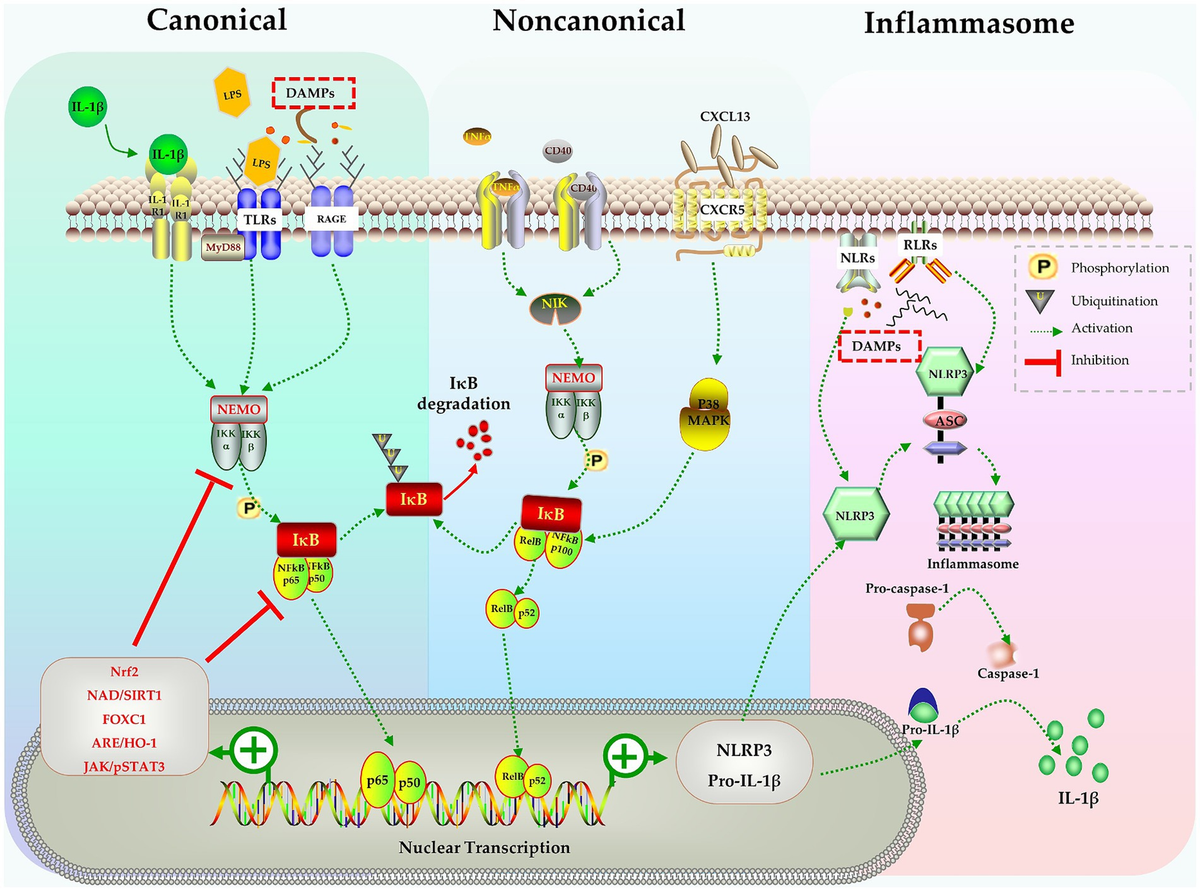 Frontiers | IL-1β, the first piece to the puzzle of sepsis