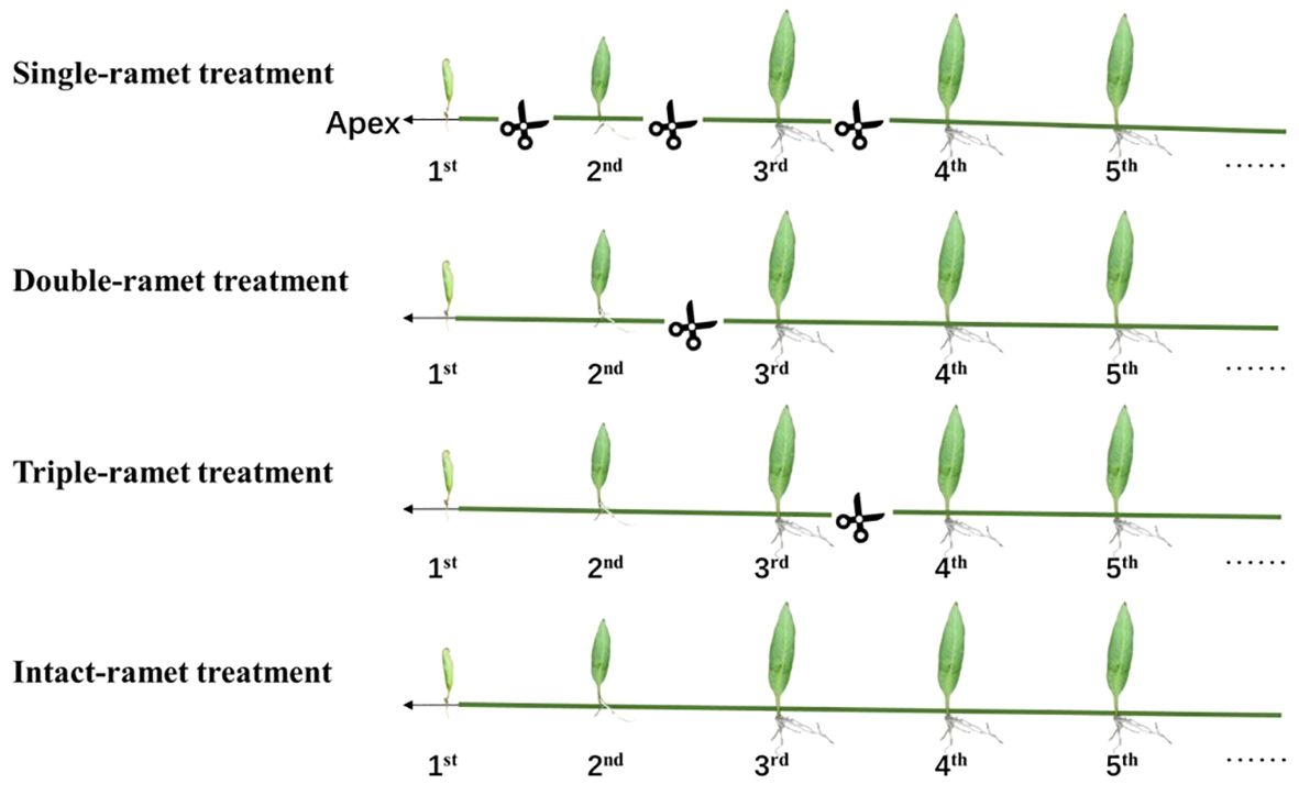 Frontiers | Effects of clonal fragmentation on Pyrrosia nuda