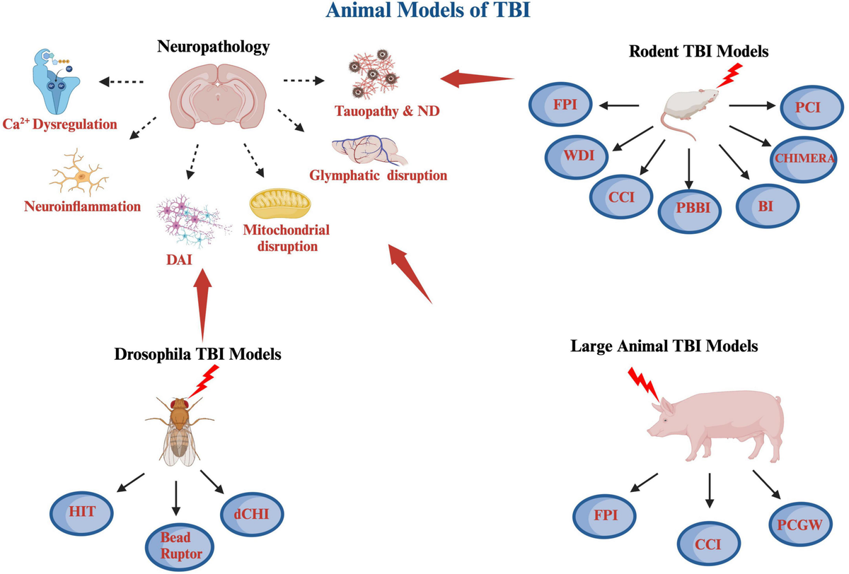 Frontiers | An overview of preclinical models of traumatic brain 
