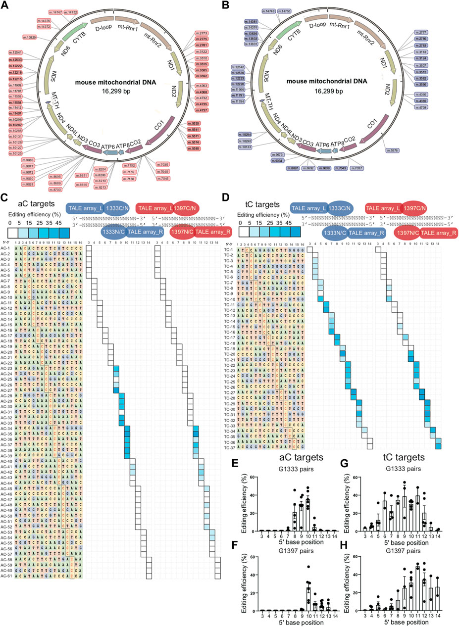 Frontiers | Harnessing accurate mitochondrial DNA base