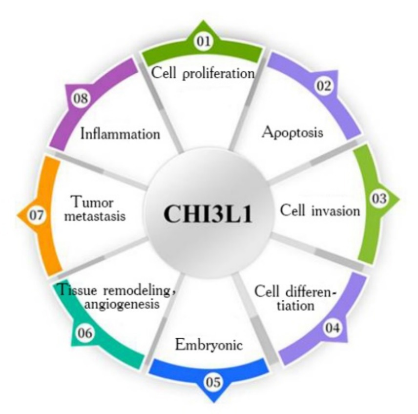 マオ Frontiers | Research advances in serum chitinase-3-like