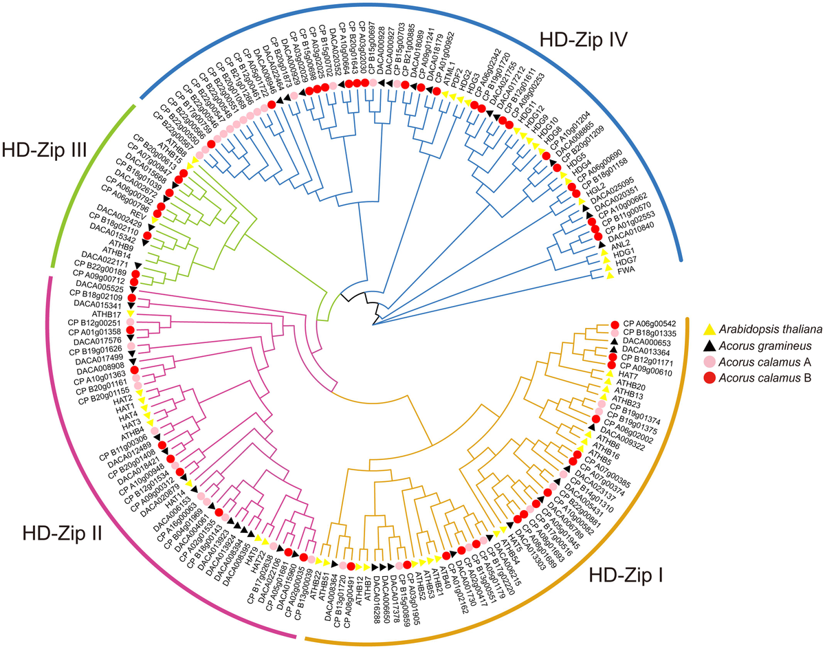 洋書 GENETIC CLASSIFICATION OF GLACIGENIC Genome-Wide Identification and Exogenous Hormone and Stress
