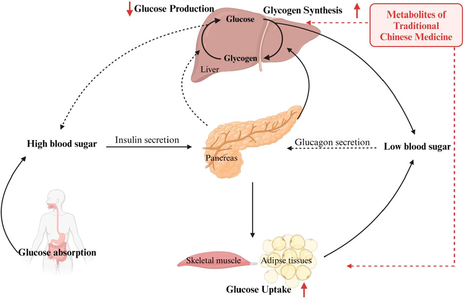 Frontiers | Metabolites of traditional Chinese medicine targeting PI3K ...