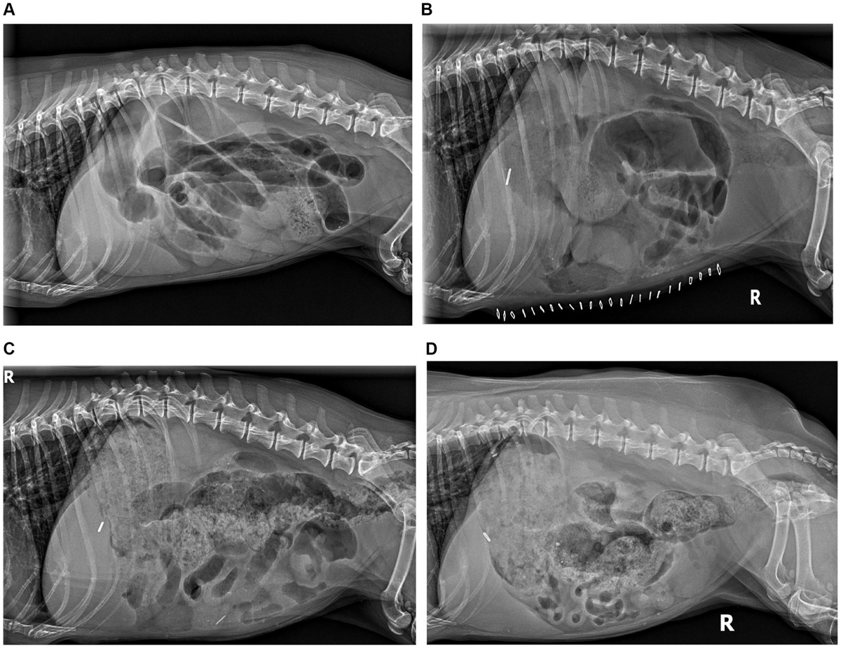Natural remedy for bowel obstruction in dogs top