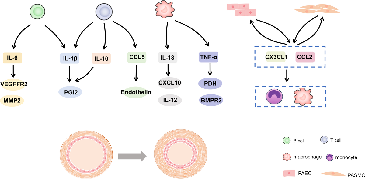 Frontiers | The role of immune cells and inflammation in